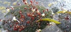 Ceratodon