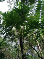 Cedrela fissilis