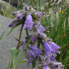 Penstemon whippleanus