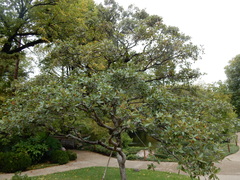 Quercus mohriana