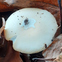 Amanita junquillea