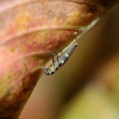 Coccinellinae