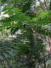 Cedrela fissilis