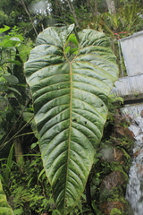 Anthurium salgarense