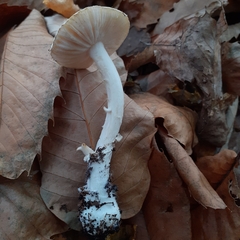 Amanita junquillea
