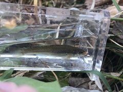 Notropis dorsalis