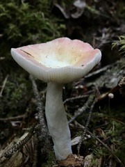 Russula bicolor