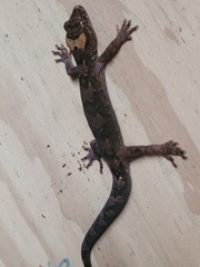 Dactylocnemis pacificus