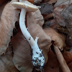 Amanita junquillea