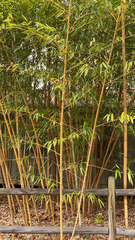Bambusa vulgaris