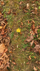 Scorzoneroides autumnalis