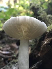 Russula bicolor