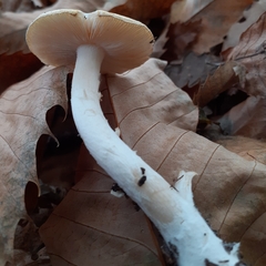 Amanita junquillea