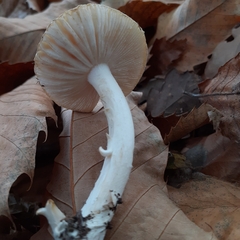 Amanita junquillea
