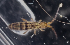 Orchesella ainsliei