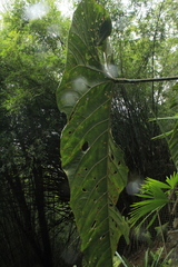 Anthurium salgarense