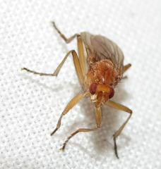 Dryomyza