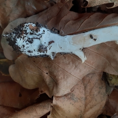Amanita junquillea