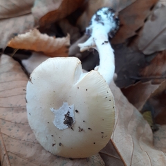 Amanita junquillea