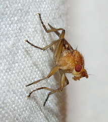 Dryomyza