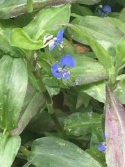 Commelina benghalensis