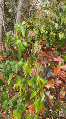 Chromolaena odorata