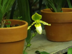 Paphiopedilum