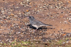 Junco hyemalis