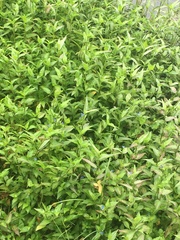 Commelina benghalensis