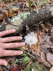 Sparassis spathulata