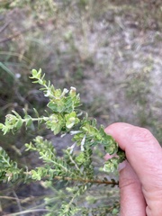 Gnidia sericea