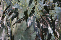 Curculionoidea