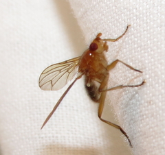 Dryomyza