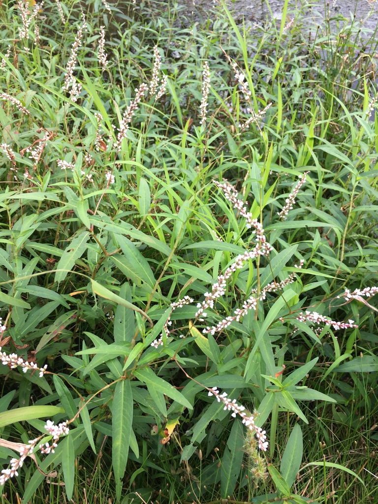swamp smartweed