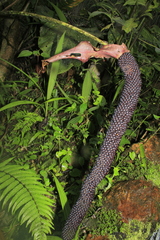 Anthurium salgarense