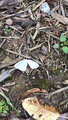 Campaea perlata