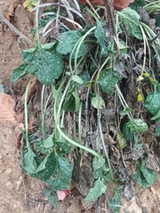 Barbarea vulgaris