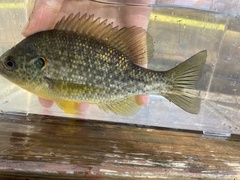 Lepomis microlophus