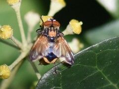 Phasia aurigera