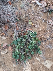 Barbarea vulgaris