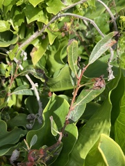 Thecabius populimonilis