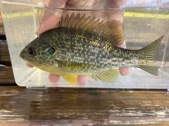 Lepomis microlophus