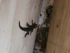 Dactylocnemis pacificus