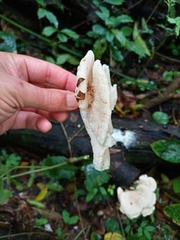 Favolus yanomami