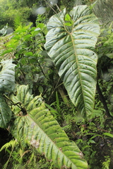Anthurium salgarense