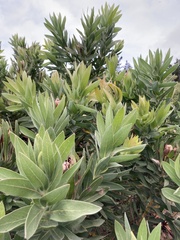 Protea coronata