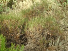 Lavandula pedunculata