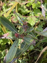 Thecabius populimonilis