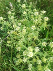 Acicarpha tribuloides