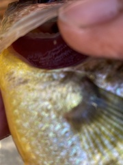 Lepomis microlophus